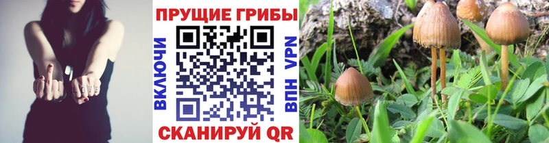Псилоцибиновые грибы Cubensis Стародуб