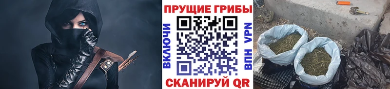 как найти закладки  Стародуб  Псилоцибиновые грибы мицелий 